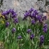 Iris sibirica -- Sibirische Schwertlilie